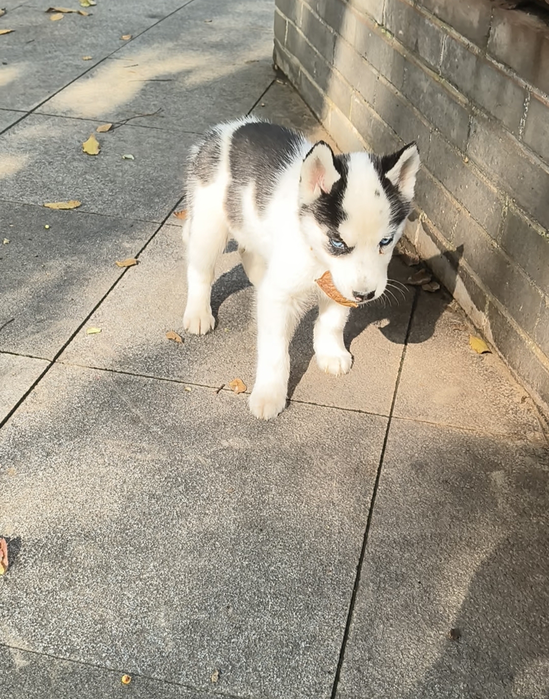 哈士奇 地中海造型